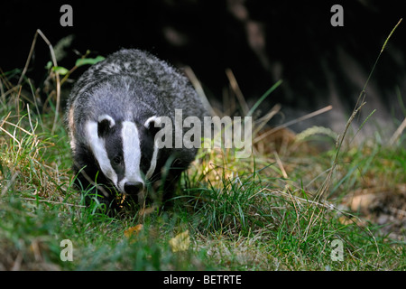 Europäischer Dachs (Meles Meles) auf Nahrungssuche in Wiese, England, UK Stockfoto