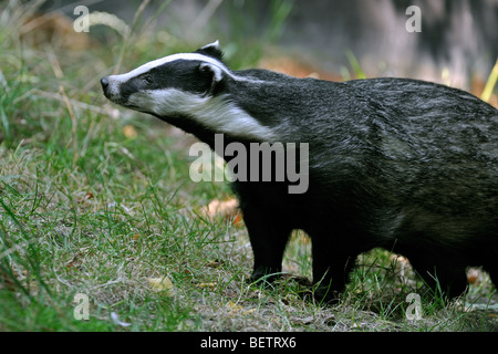 Europäischer Dachs (Meles Meles) in Wiese, England, UK Stockfoto