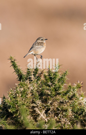 Weibliche Schwarzkehlchen (Saxicola Torquata) Ginster Busch gehockt Stockfoto