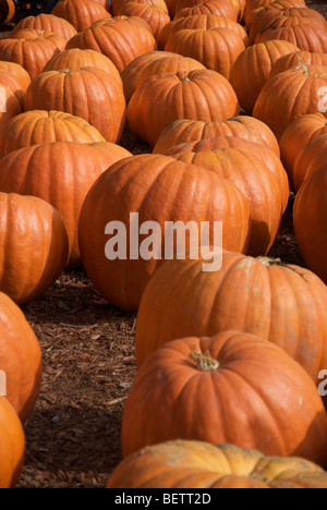 Pumpkin Patch Bauernhof in North Georgia, USA Stockfoto