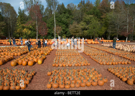 Pumpkin Patch Bauernhof in North Georgia, USA Stockfoto