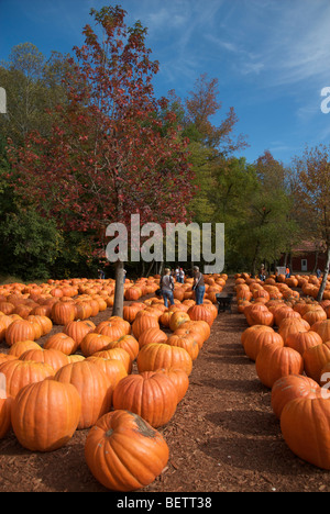 Pumpkin Patch Bauernhof in North Georgia, USA Stockfoto