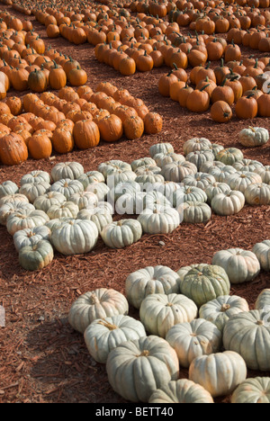 Pumpkin Patch Bauernhof in North Georgia, USA Stockfoto