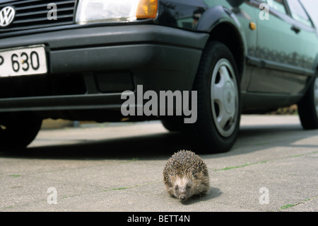 Gemeinsame Europäische Igel (Erinaceus Europaeus) Kreuzung Straße und laufen vor der Autoreifen, Deutschland Stockfoto