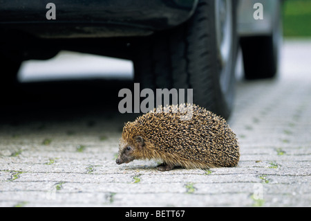 Gemeinsame Europäische Igel (Erinaceus Europaeus) Kreuzung Straße und laufen vor der Autoreifen, Deutschland Stockfoto