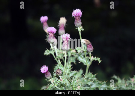 Distel Blume Wild Totnes Devon uk Stockfoto