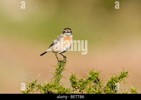 Weibliche Schwarzkehlchen (Saxicola Torquata) Ginster Busch gehockt Stockfoto