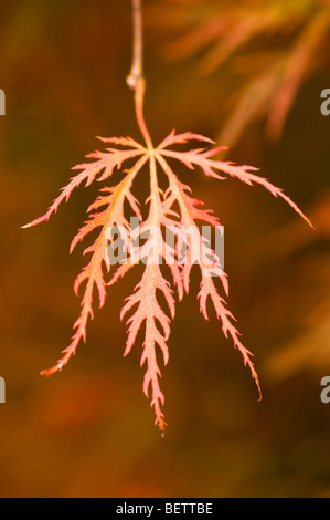 Blatt von einem Acer Palmatum Dissectum, Cut-leaved japanische Ahorn im Herbst Stockfoto