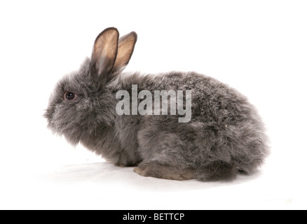 junge graue Kaninchen Oryctolagus Cuniculus sitzt in einem studio Stockfoto