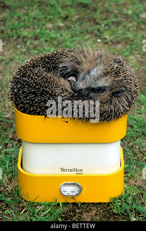 Gemeinsame Europäische Igel (Erinaceus Europaeus) wird gewogen auf Küchenwaage im Garten, Deutschland Stockfoto