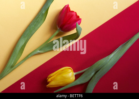 Kontrastierende rote und gelbe Tulpen - rote Tulpe auf gelbem Hintergrund, gelbe Tulpe auf rotem Hintergrund Stockfoto