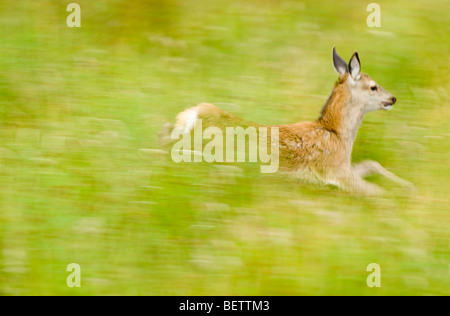 Roter Hirsch, Cervus Elaphus, junges Kalb laufen lange Gras im Sommer, Schottisches Hochland. Stockfoto