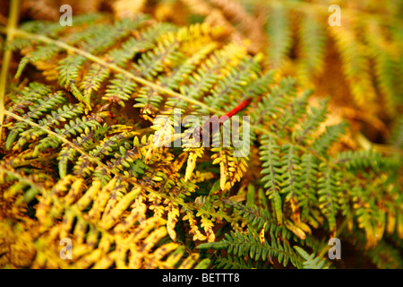 Die Ruddy Darter Libelle, Sympetrum Sanguineum, fotografiert in Schottland. Stockfoto