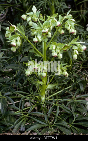 Stinkende Nieswurz (Helleborus Foetidus) in Blüte, Europa Stockfoto