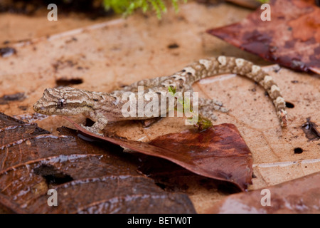 Mourning Gecko, einem weit verbreiteten Parthenogenetische Arten Stockfoto