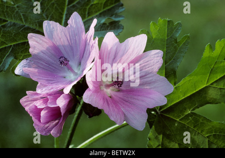 Größere Moschusmalve / Stockrose Malve (Malva Alcea) in Blüte Stockfoto