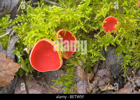 Scharlachrote Elf Cup Pilze, Derbyshire Stockfoto