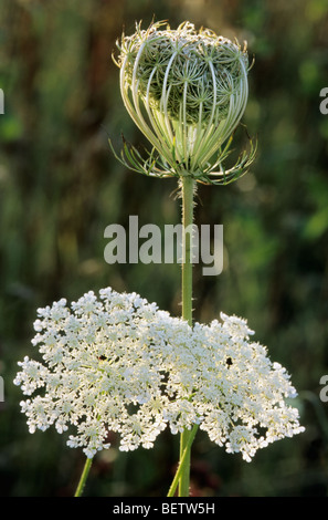 Wilde Möhre / Meer Karotte (Daucus Carota), Europa Stockfoto