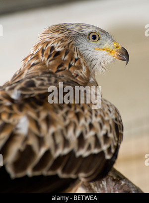 Nahaufnahme von einem Rotmilan (Milvus Milvus) Raubvogel in einem Tierheim Stockfoto