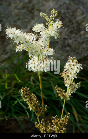 Mädesüß, Filipendula Ulmaria, in Blüte, Spätsommer, Schottland. Stockfoto