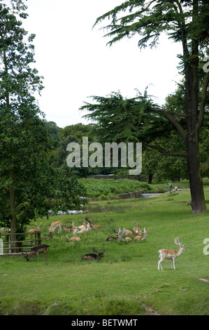Schöne Damhirsch in Bradgate Park in Leicestershire, England Stockfoto