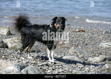 Border-Collie Hund am Strand ständigen Porträt Stockfoto