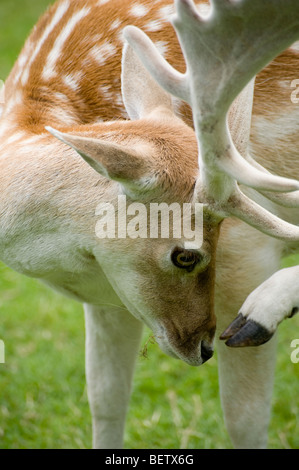 Nahaufnahme von einer schönen Damwild Kratzen der Nase mit seinen HUF in Bradgate Park in Leicestershire Stockfoto