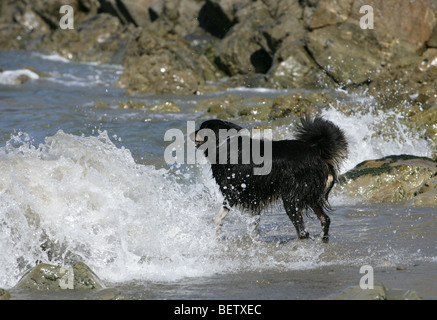 Border-Collie Hund am Strand bellen auf den Wellen Stockfoto