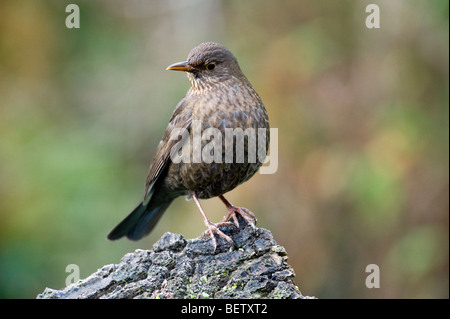 Weibliche Amsel (Turdus Merula) in einem Garten Stockfoto