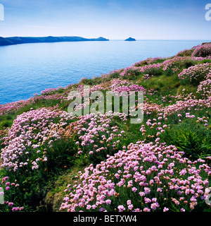 Thrift wächst am Doyden Point mit Blick auf Port Quin Bay und Rumps Point in der Nähe von Port Quin, Cornwall, England Stockfoto