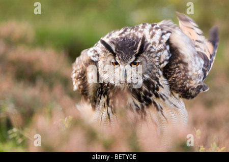 Uhu arruffano Federn Stockfoto