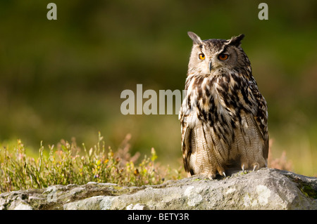 Uhu saß auf Felsen Stockfoto