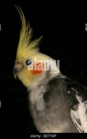 Nymphensittich Nymphicus Hollandicus Erwachsene hocken in einem studio Stockfoto