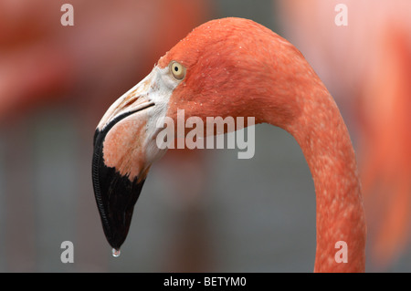 Flamingo-Profil Stockfoto
