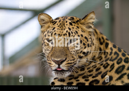 Nahaufnahme eines weiblichen Erwachsenen Amur-Leopard Stockfoto