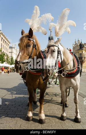 Pferd beschnuppern einander während des Wartens auf touristische Passagiere: der Hauptmarkt / Marktplatz, Krakau. Polen Stockfoto