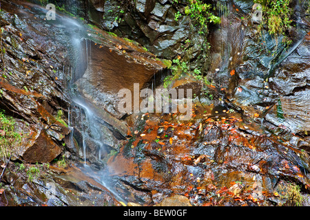 Tropft entlang Little River Road, Great Smoky Mountains National Park, Tennessee Stockfoto