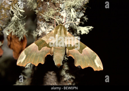 Lime Hawk-Moth (Mimas Tiliae) Stockfoto