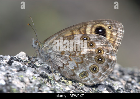 Große Wand braun Schmetterling (Lasiommata Maera) Stockfoto