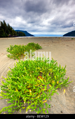 Strand von San Josef Bay in Cape Scott Provincial Park, Westküste, Nordinsel Vancouver, Vancouver Island, British Columbia, Stockfoto