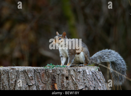 Graue Eichhörnchen Sciurus Carolinensis Stockfoto