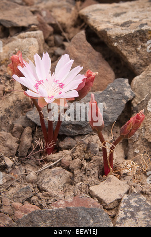 Bitterroot Pflanze mit Blume; Umtanum Falls Trail, L. T. Murray Wildlife Area, Zentrum von Washington. Stockfoto