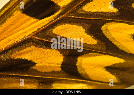 Afrikanischen Riesen Schwalbenschwanz Schmetterling, Druryeia Antimachus im Newfoundland Insectarium und Butterfly Pavilion in der Nähe von Deer Lake, Stockfoto