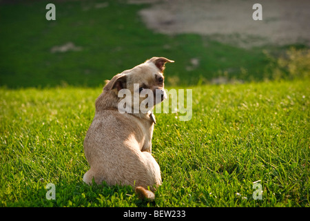 Mops-Chihuahua Mischling Hund sitzen auf dem Rasen Stockfoto