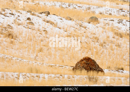 Findling und Gräser in leichter Schneefall, Corwin Springs, Montana, USA Stockfoto