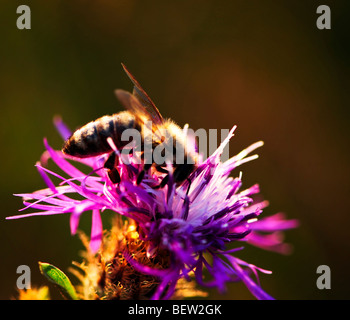 Nahaufnahme der Honigbiene auf Flockenblume Blüte Stockfoto