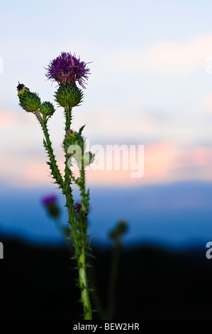 Distel Blume Nahaufnahme mit Sonnenuntergang im Hintergrund Stockfoto