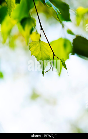 Birke-Baum-Zweig mit grünen Blättern closeup Stockfoto