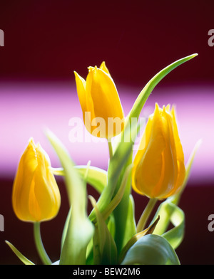 Nahaufnahme von drei gelbe Tulpen Stockfoto