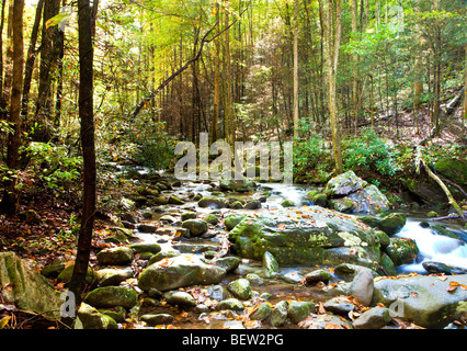 Creek, Great Smoky Mountains Nationalpark, Tennessee am Roaring Fork Motor Naturlehrpfad Stockfoto